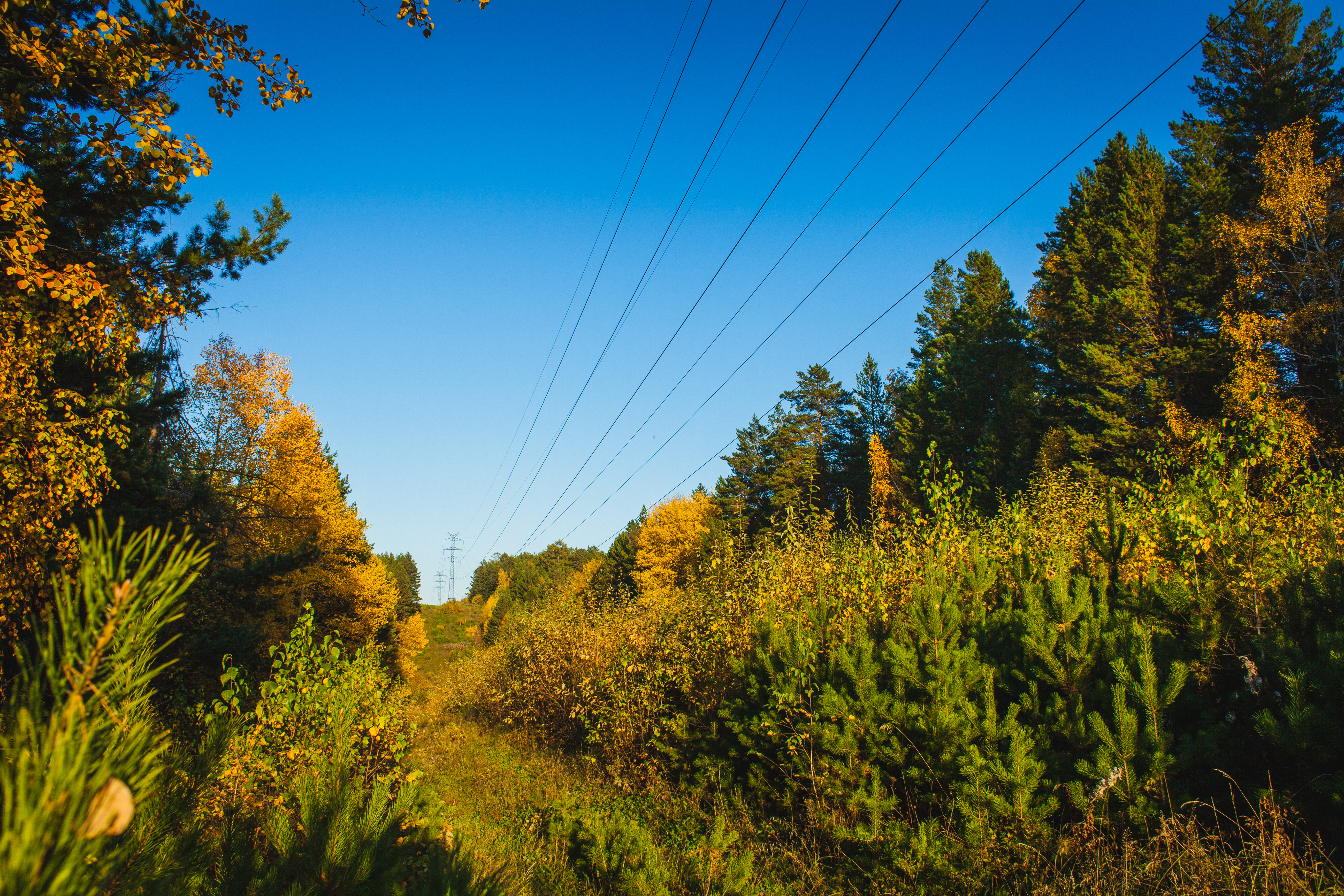 vegetation of trees and plants